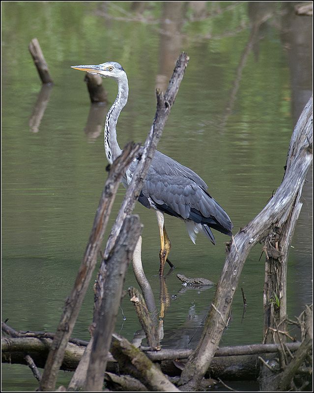 москва, пруд, парк, птица Серая цапля фото превью