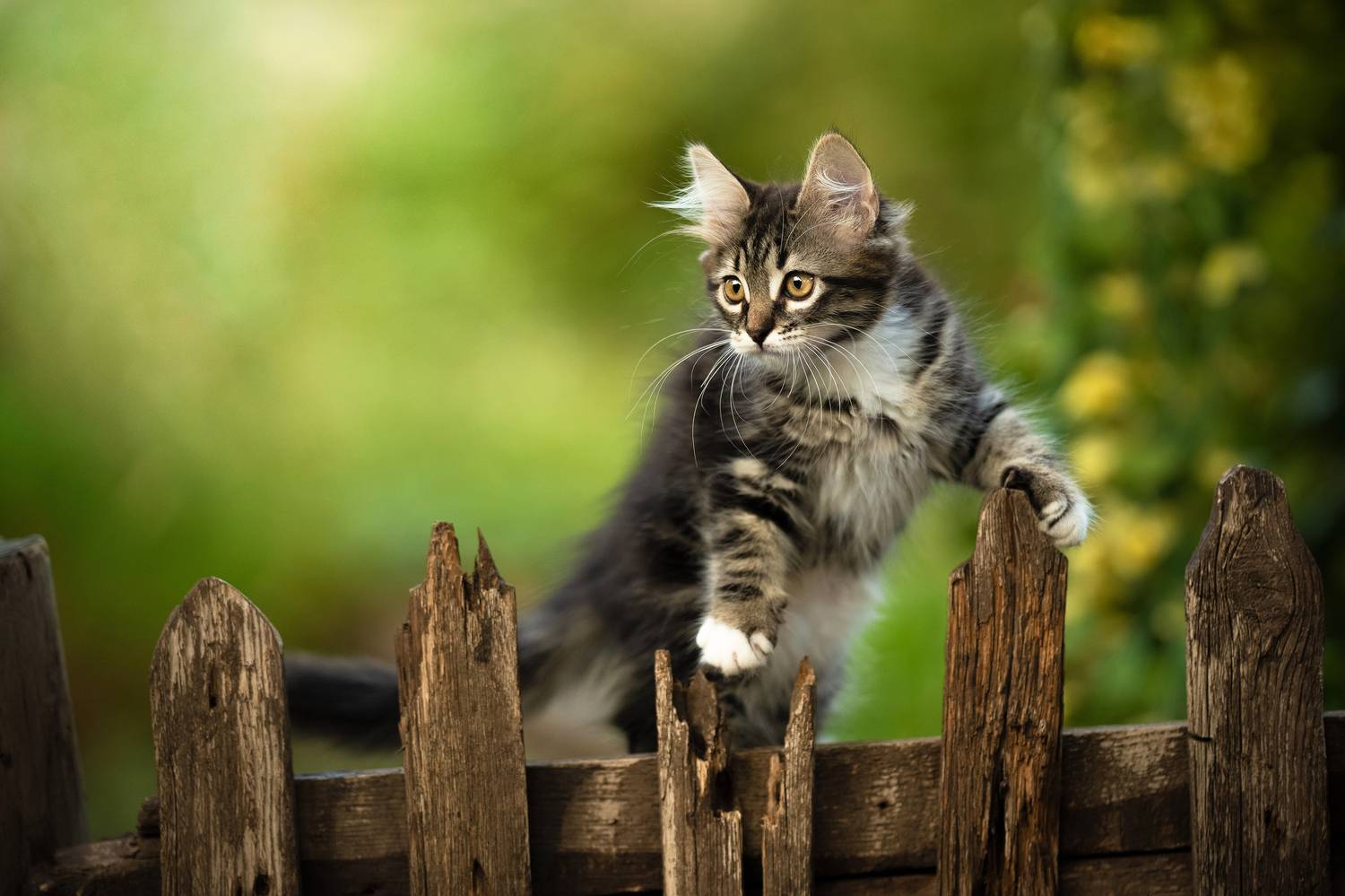 , Коротун Юрий