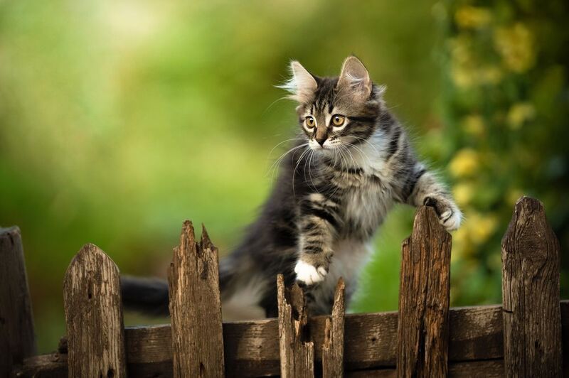 *** фото превью