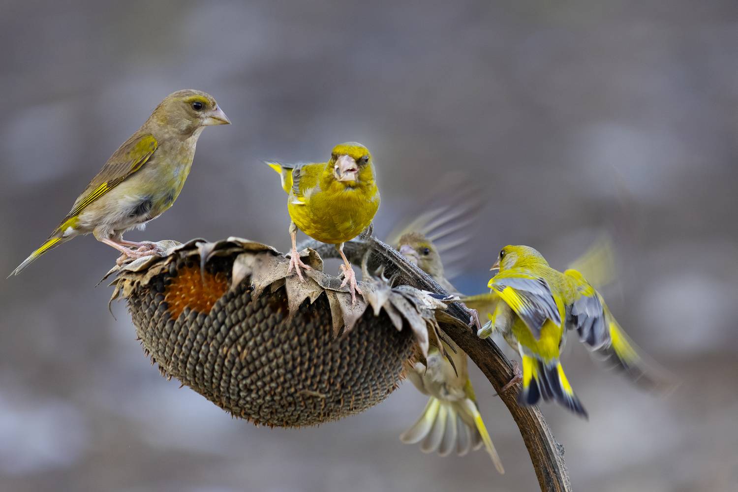 природа, Валерий Черняк
