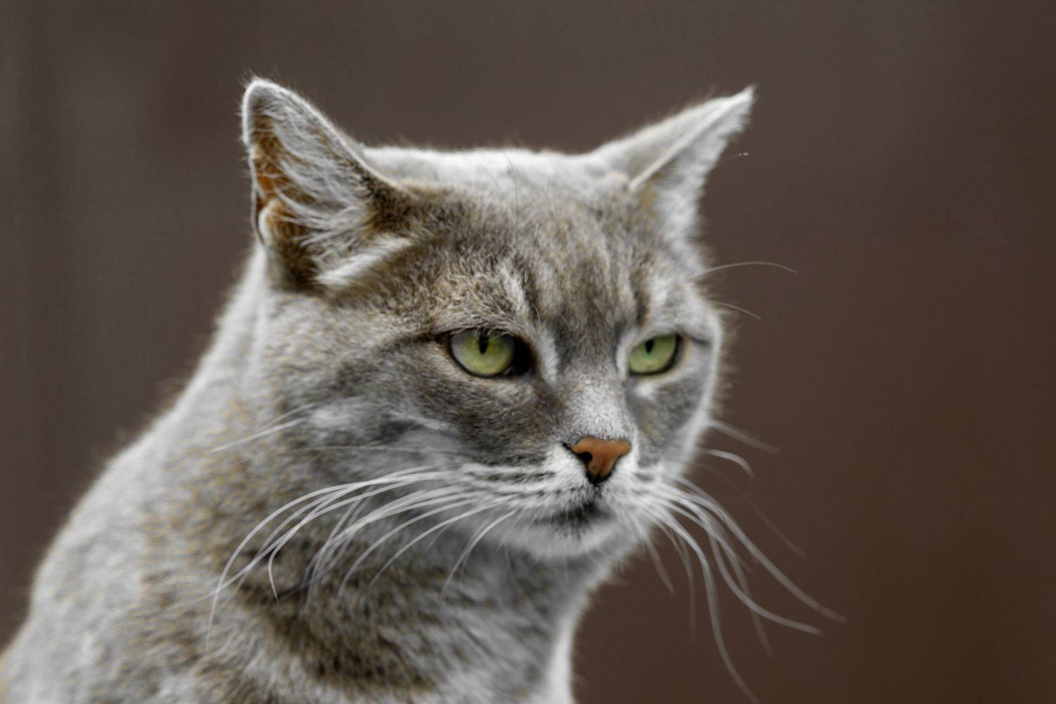 кошка, Александр Канцур