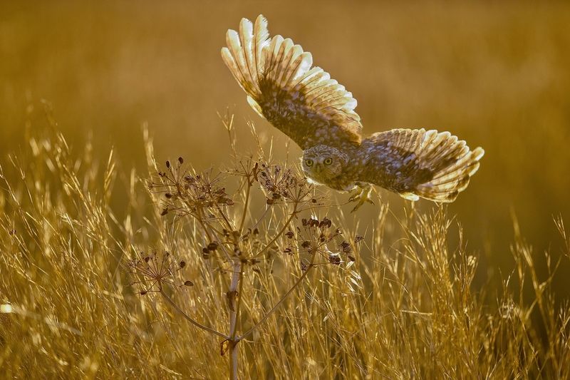 Golden light  фото превью