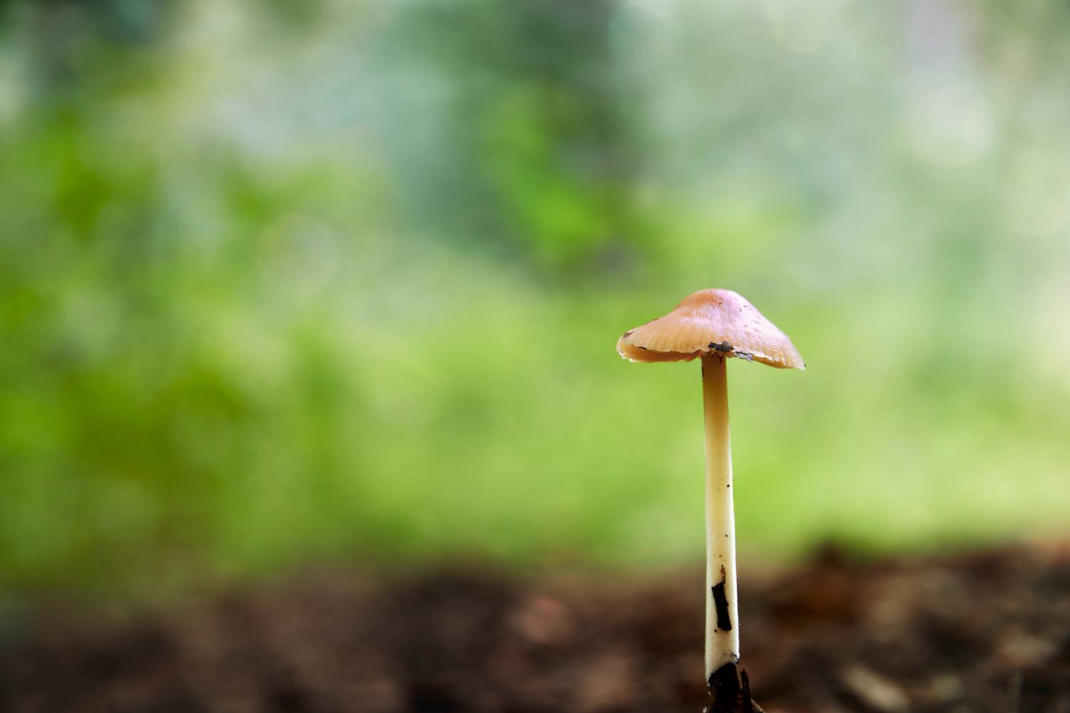 гриб, Валерий Вождаев