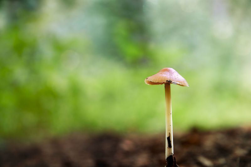 Одинокий грибок фото превью