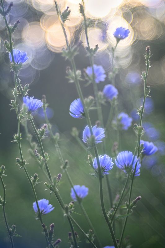 Цикорий в утреннем свете фото превью