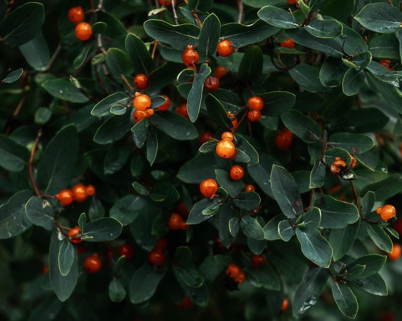 ягоды, природа, плоды, пираканата, лето Ягодки фото превью