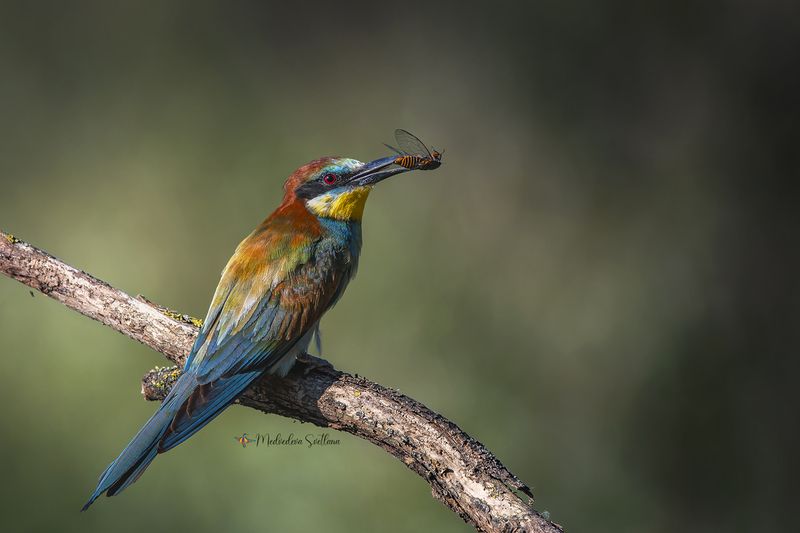 Кормящие родители. фото превью