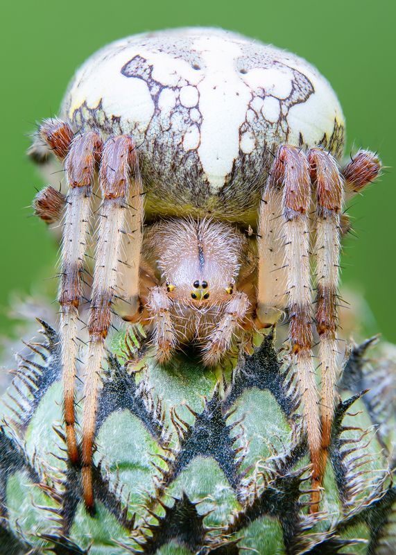 паук Крестовик. фото превью