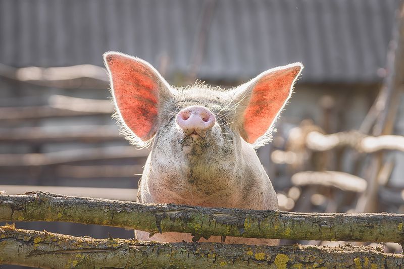 Хрюшка фото превью