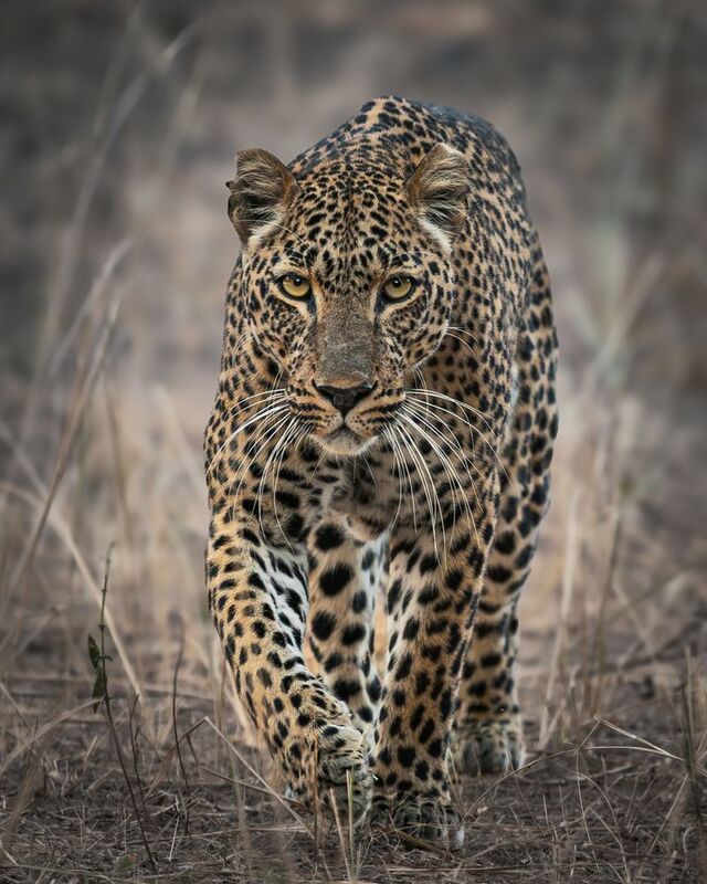 Leopart — cień sawanny фото превью