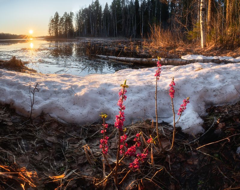 Ядовитые \\\