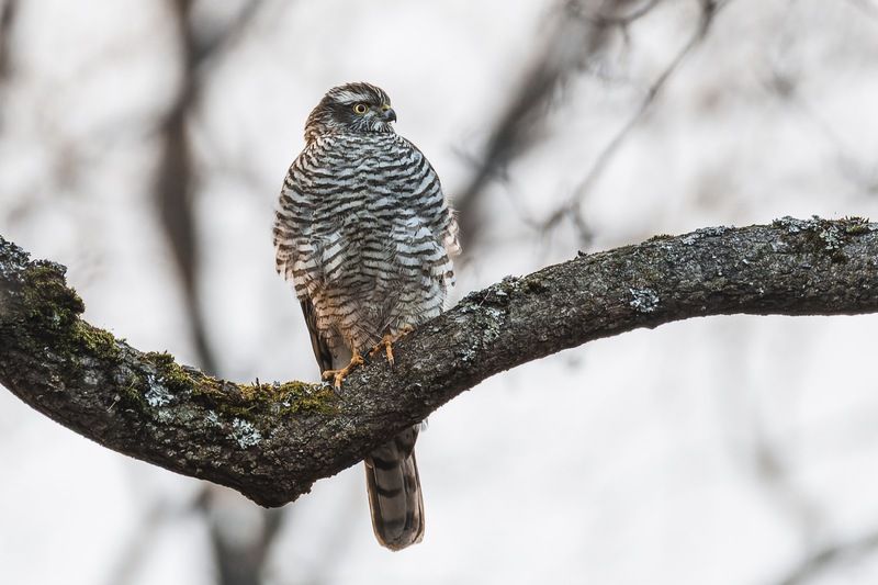 перепелятник, ястреб, птицы Перепелятник фото превью