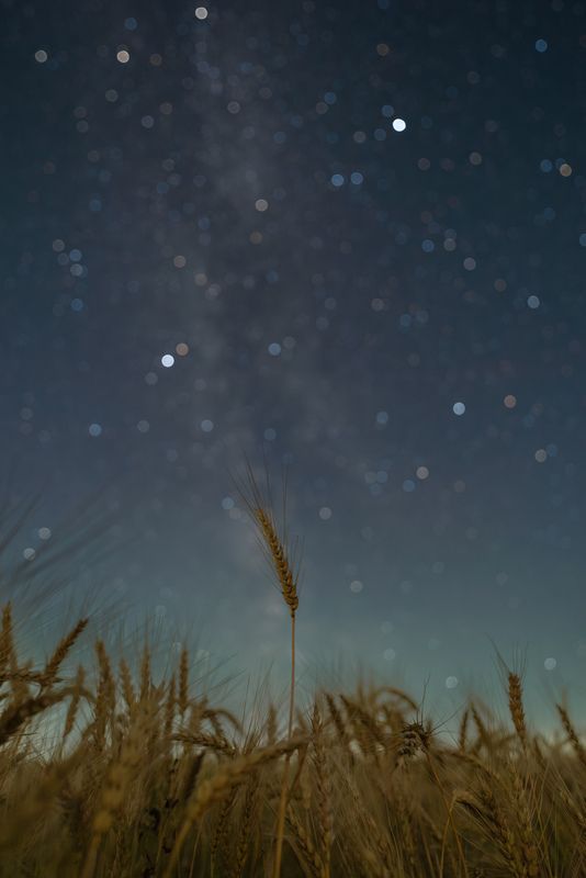 Колосья пшеницы на фоне млечного пути фото превью