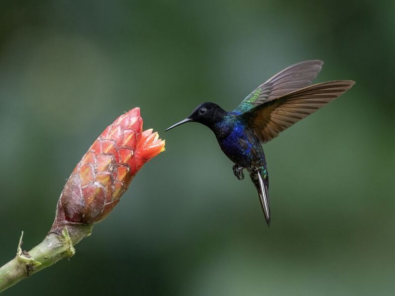 Velvet-purple Coronet фото превью