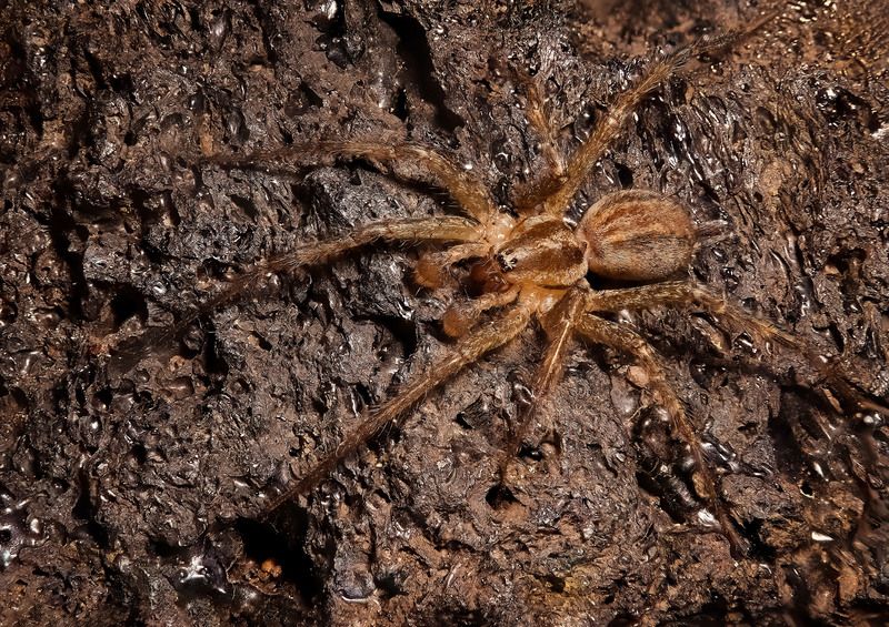 макрофото, макрофотографии, фотомакро, насекомые, макромир, макрофотограф, макроаддикт, макро_мир, naturelovers, naturelover, naturephotography, macrolove, macro_love, biodiversity, macrophotography, macro, macronature, entomology, arthropods, arthropod,  Spider фото превью