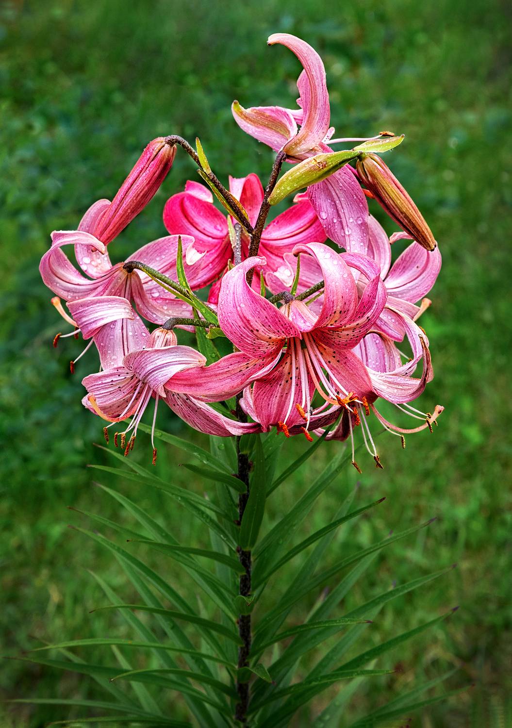 , Ушаков Валерий