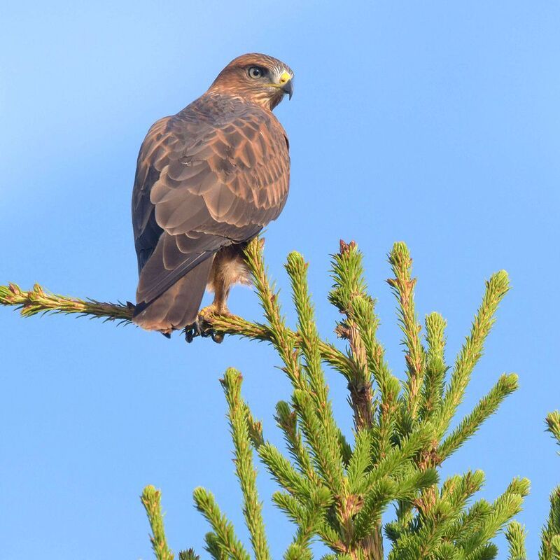 Никто не ускользнёт от взгляда моего. фото превью
