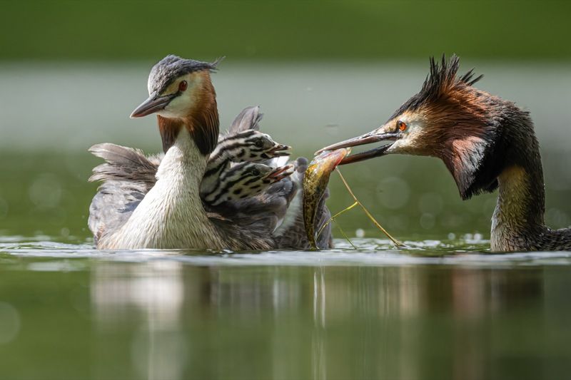 чомга, птенцы, птицы, поганка, большая поганка Ты зачем такую огромную принес? фото превью