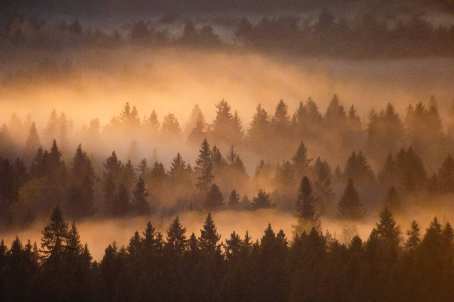 , Коровин Кирилл