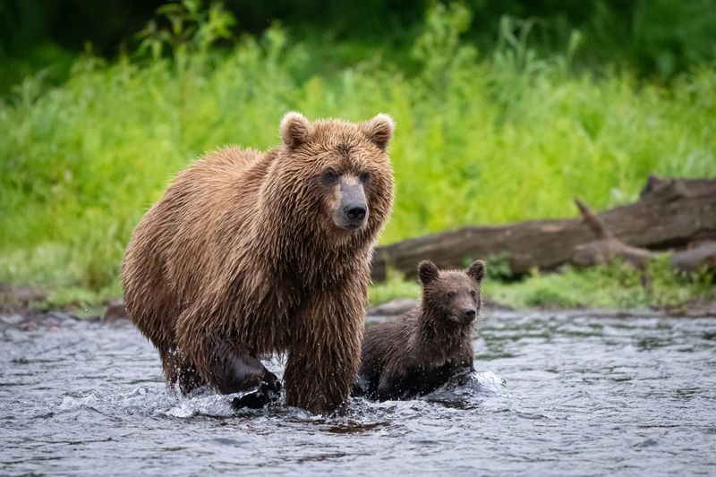 медведи, медвежонок, хищник, Камчатка Совсем не страшно рядом с мамой фото превью