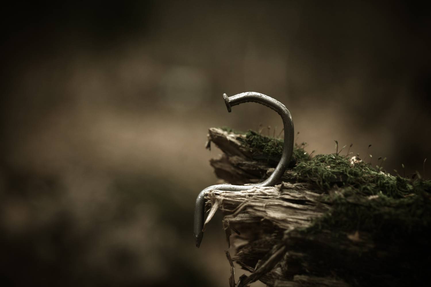 природа, лес, гвоздь, гвозди, Александр Азаренков