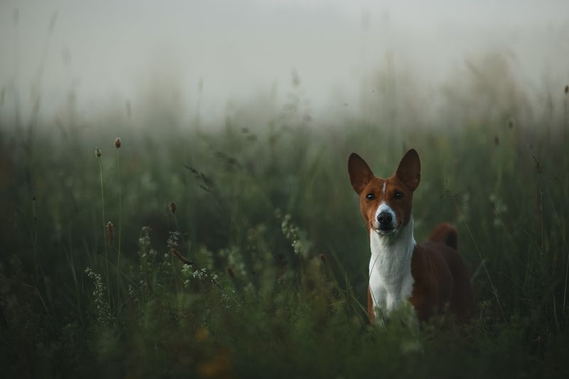 erizo en la niebla фото превью