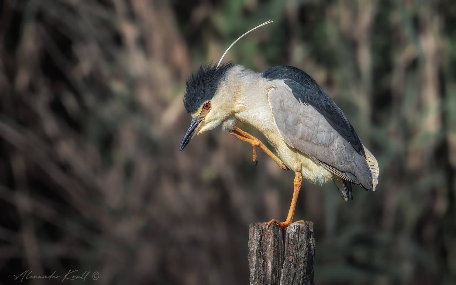 цапля, кваква, nycticorax nycticorax, Круль Александр