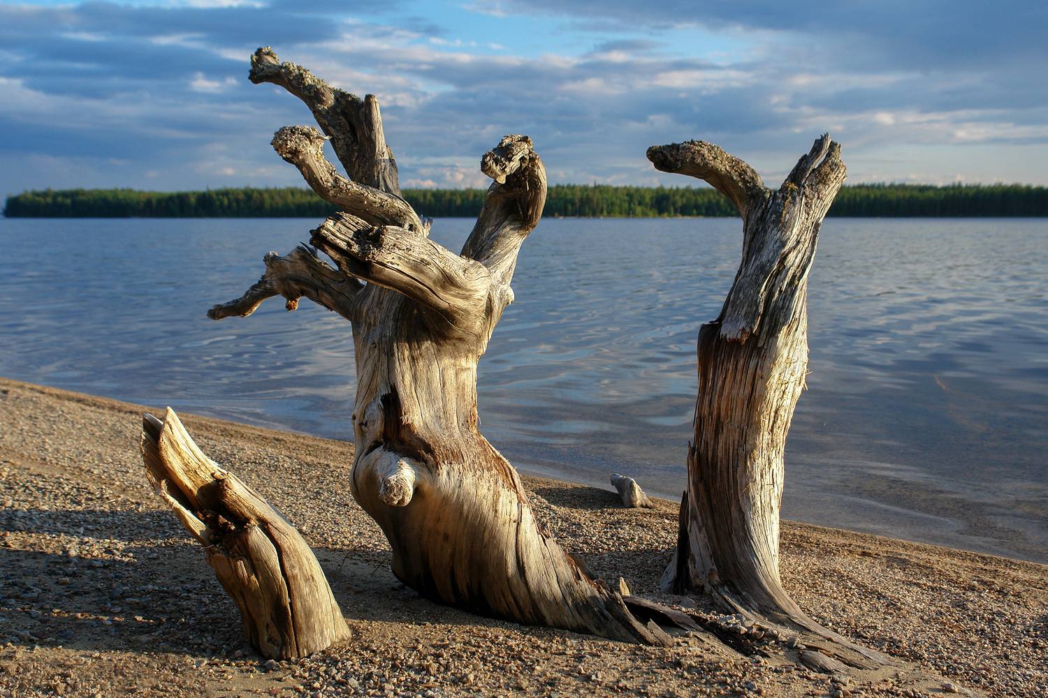 карелия, сегозеро, коряга, Медведев Александр