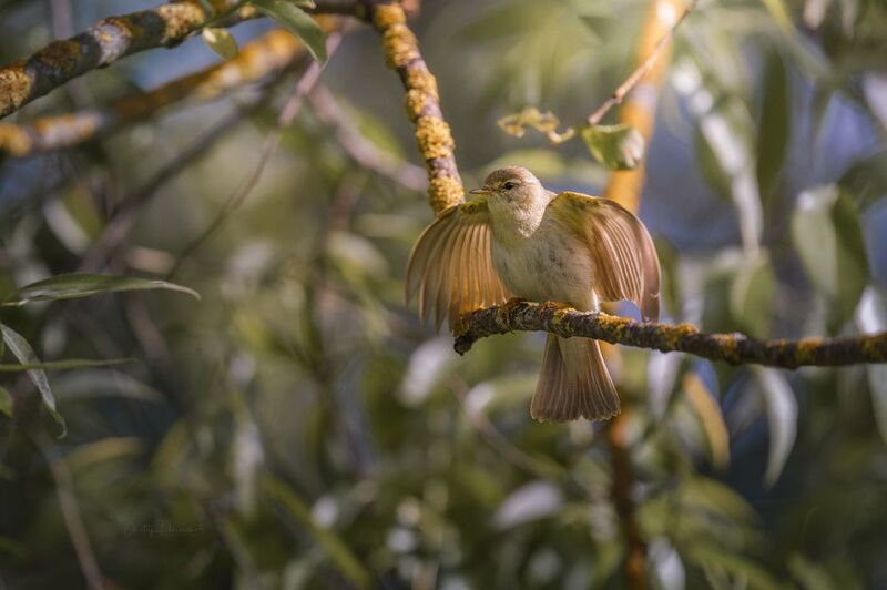 природа, лес, поля, огороды, животные, птицы, макро В брачном танце фото превью