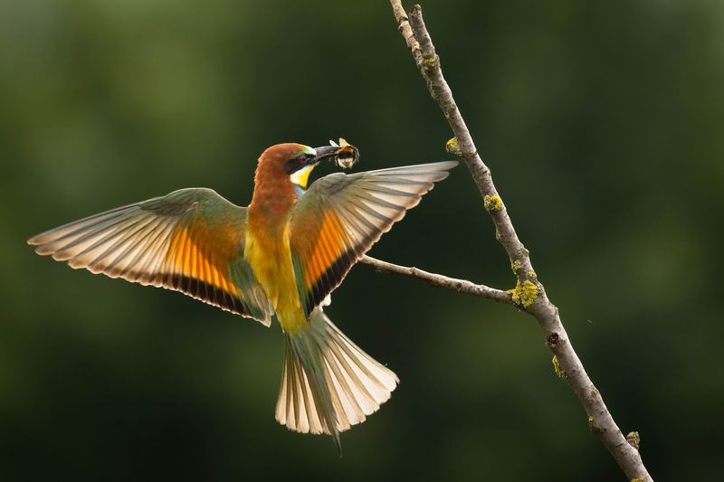 Bee-eater фото превью