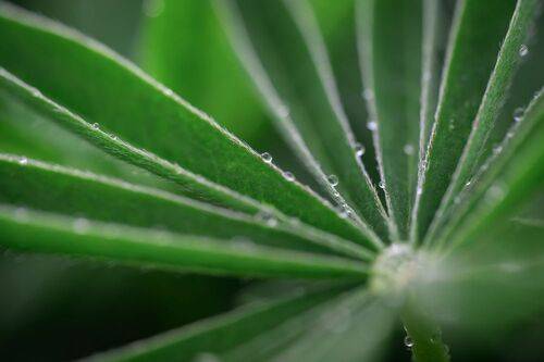 Люпиновые листья