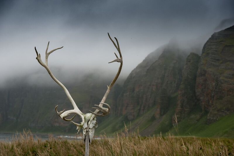 командорские острова, остров беринга, бухта, камчатка Бухта Гладковская, остров Беринга фото превью