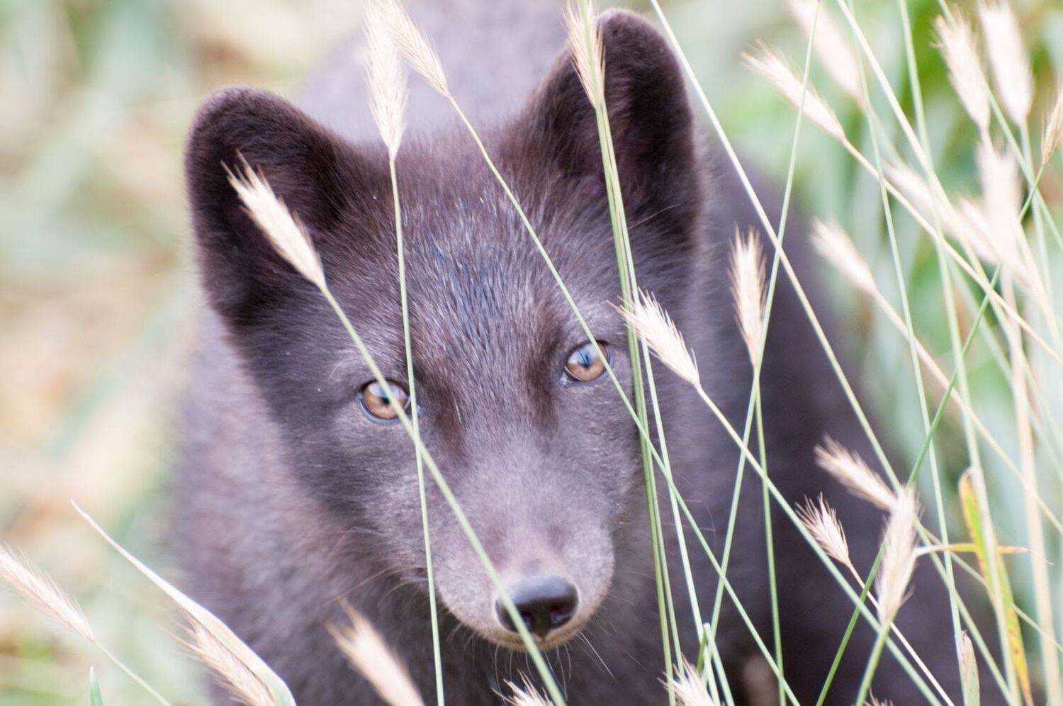 командорские острова, остров беринга, песец, Виталий Филючков