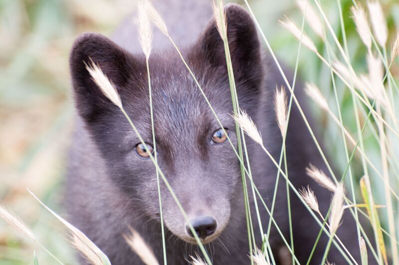 командорские острова, остров беринга, песец Песец фото превью