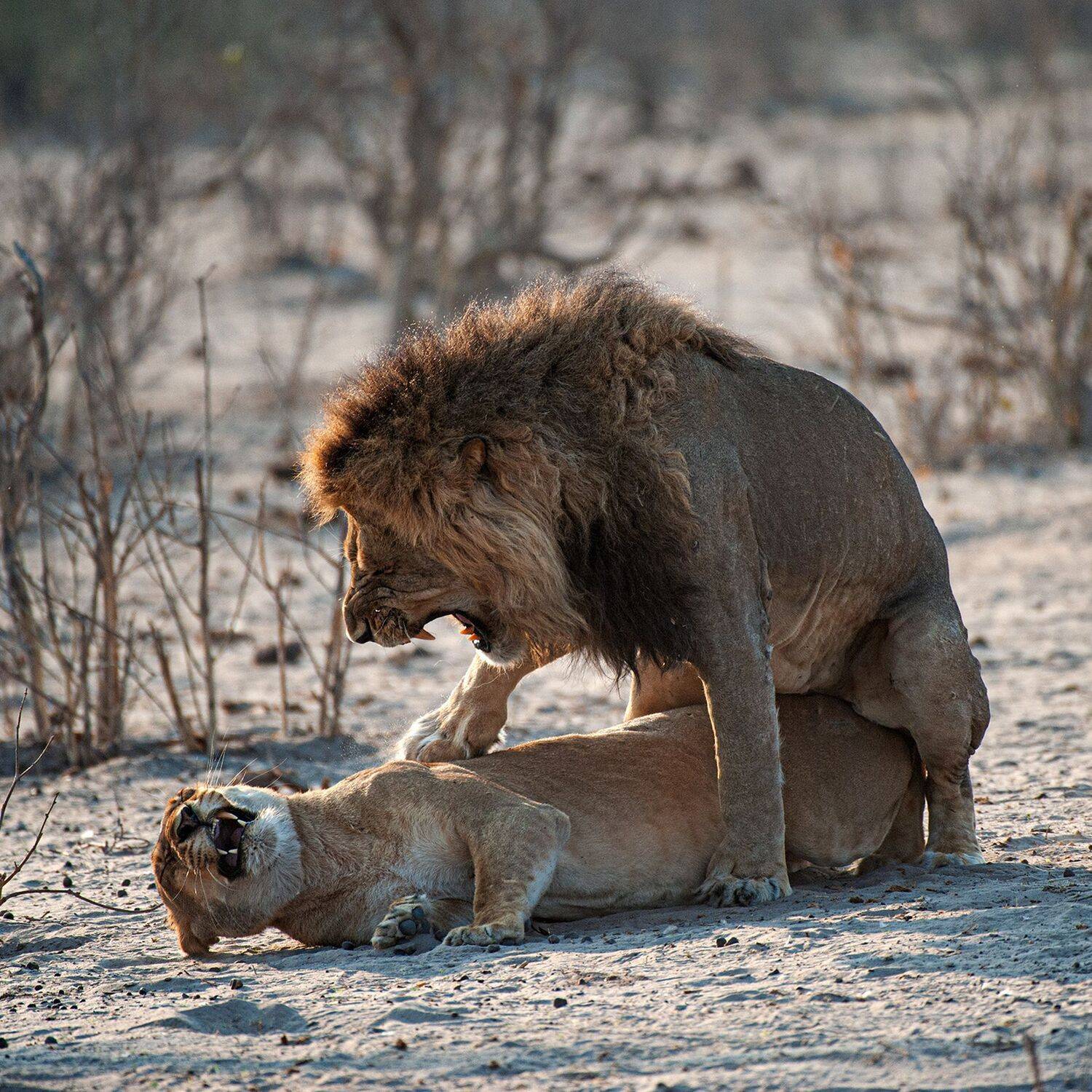 лев, ботсвана, Виталий Филючков
