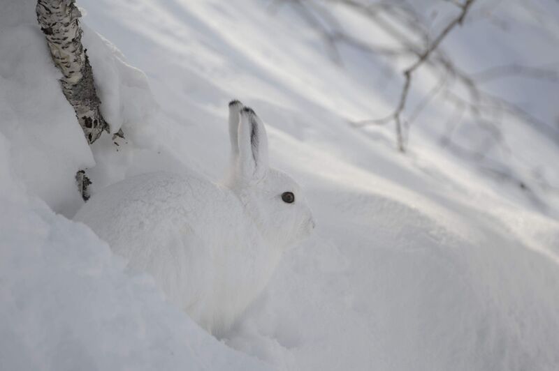 заяц, зима Зайчик фото превью