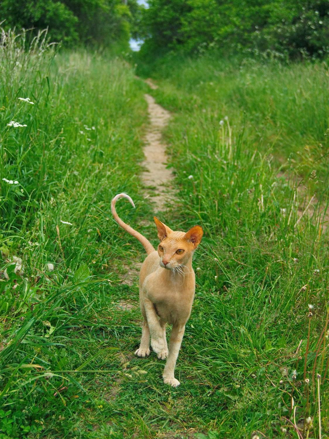 кот, просто кот, Виктор Гурков