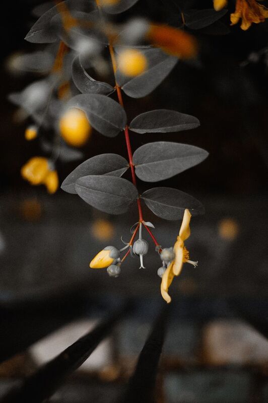 Yellow фото превью