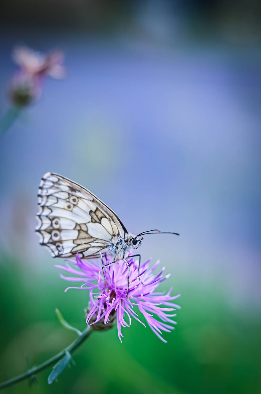 , Krzysztof Trojanowski
