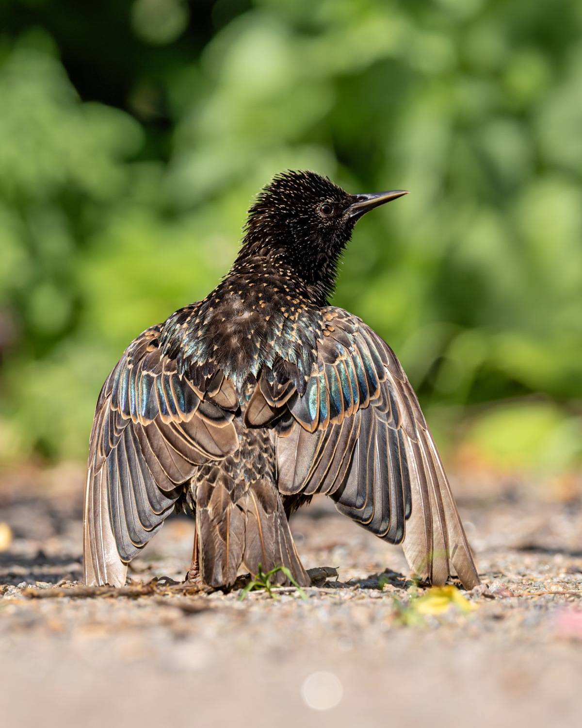 солнцевание, скворец, птицы, Руслан Pl