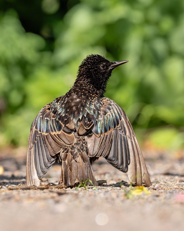 солнцевание, скворец, птицы Солнцевание скворца фото превью