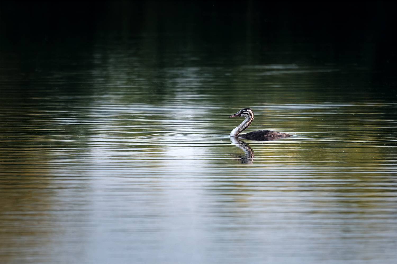 , Бодрягин Виталий