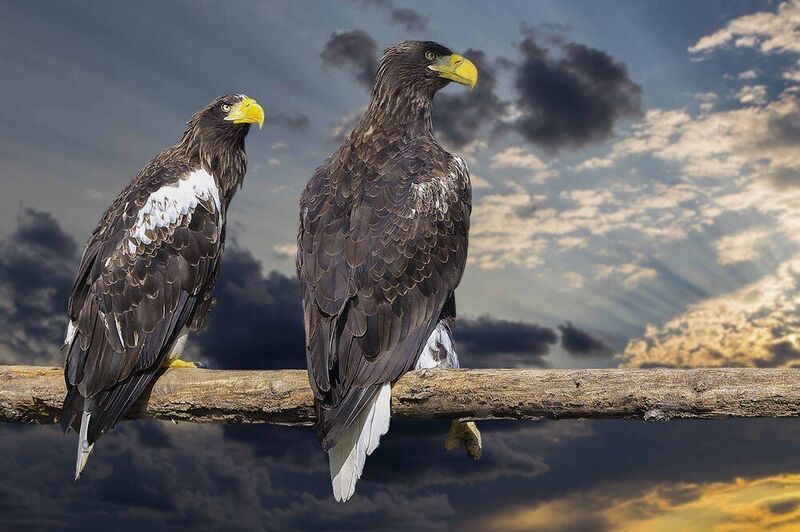 Steller\\\'s sea eagle фото превью