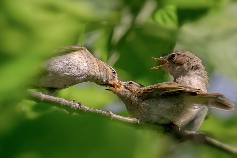 птица, пеночкатеньковка, кормление, Кормление (4 ФОТО) фото превью