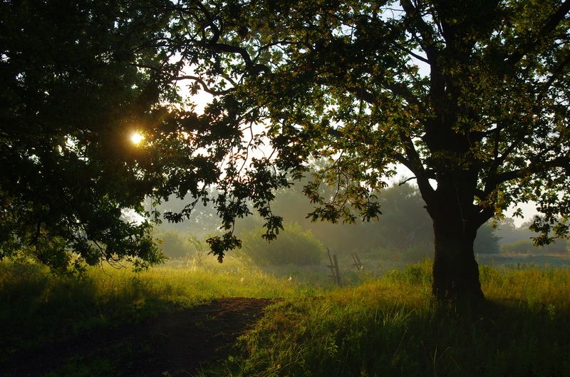 Летнее утро фото превью