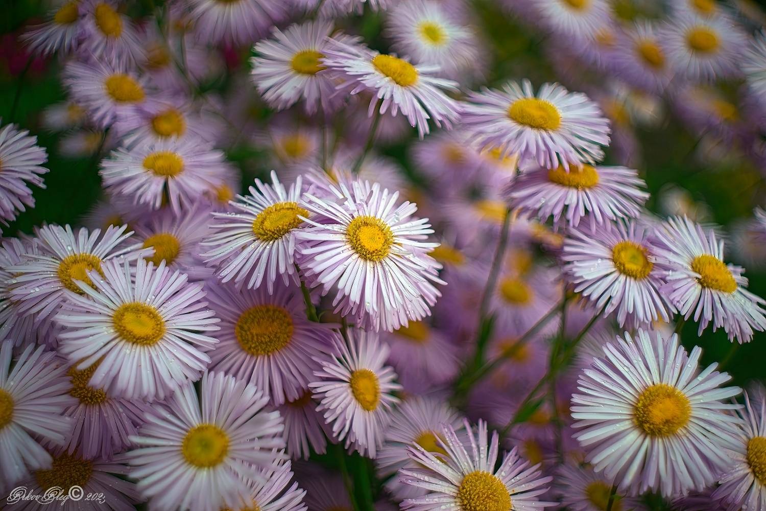 , Орлов Олег