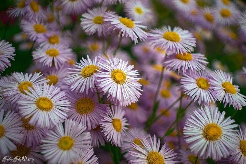 Неженки.... фото превью