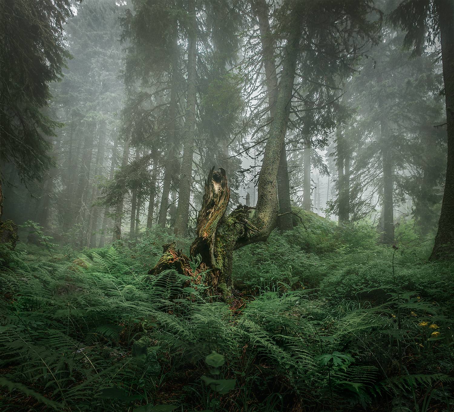 landscape, nature, scenery, forest, wood, trees, mood, mist, misty, fog, foggy, mountain, vitosha, bulgaria, туман, лес, Александър Александров