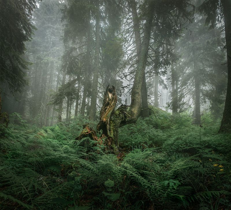 landscape, nature, scenery, forest, wood, trees, mood, mist, misty, fog, foggy, mountain, vitosha, bulgaria, туман, лес In the depths of the forest фото превью