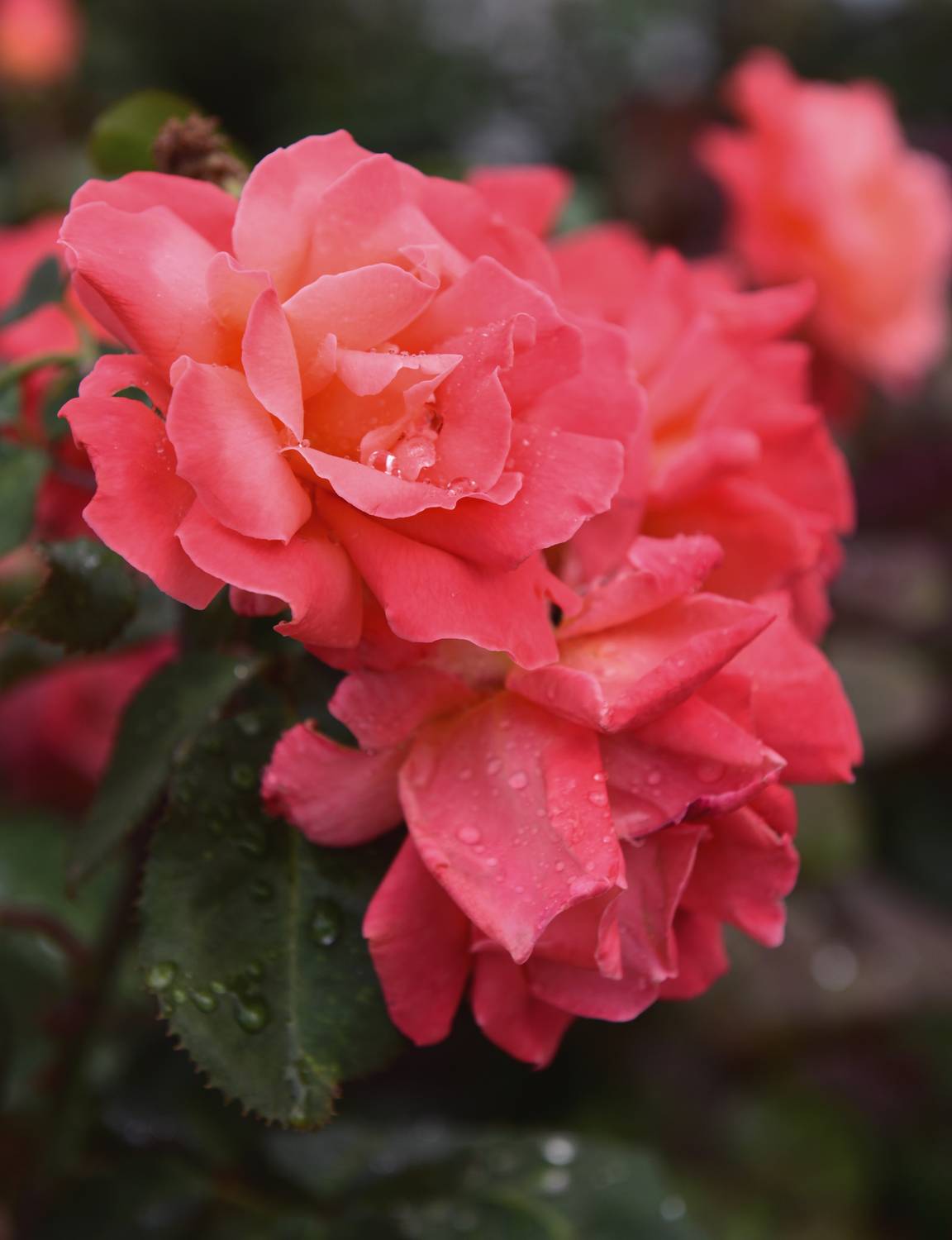 , Божена Пучко